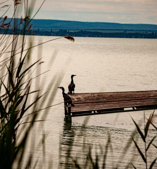 web_nature-3