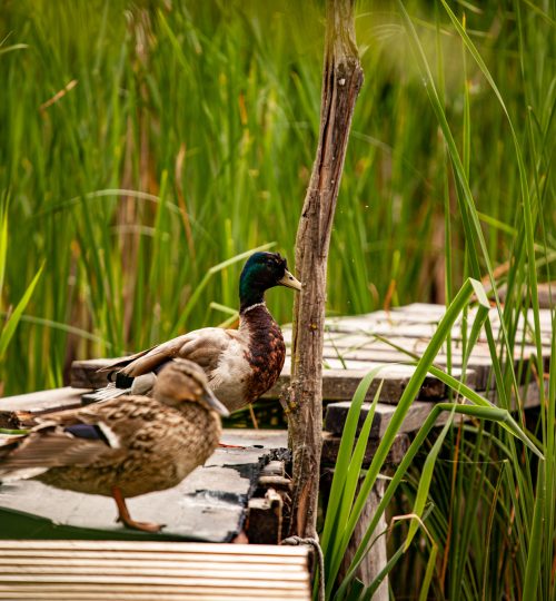 web_nature-4