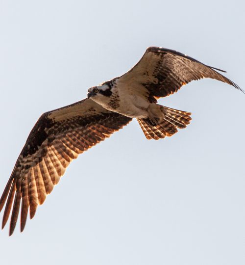 web_nature-5